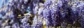 glicine in fiore Ischia