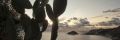 cactus Ischia